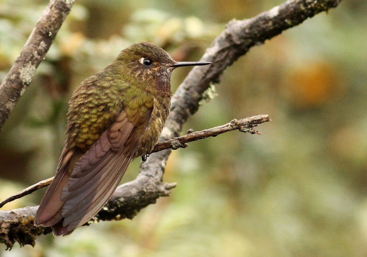 Violet-throated Metaltail - ML32394531