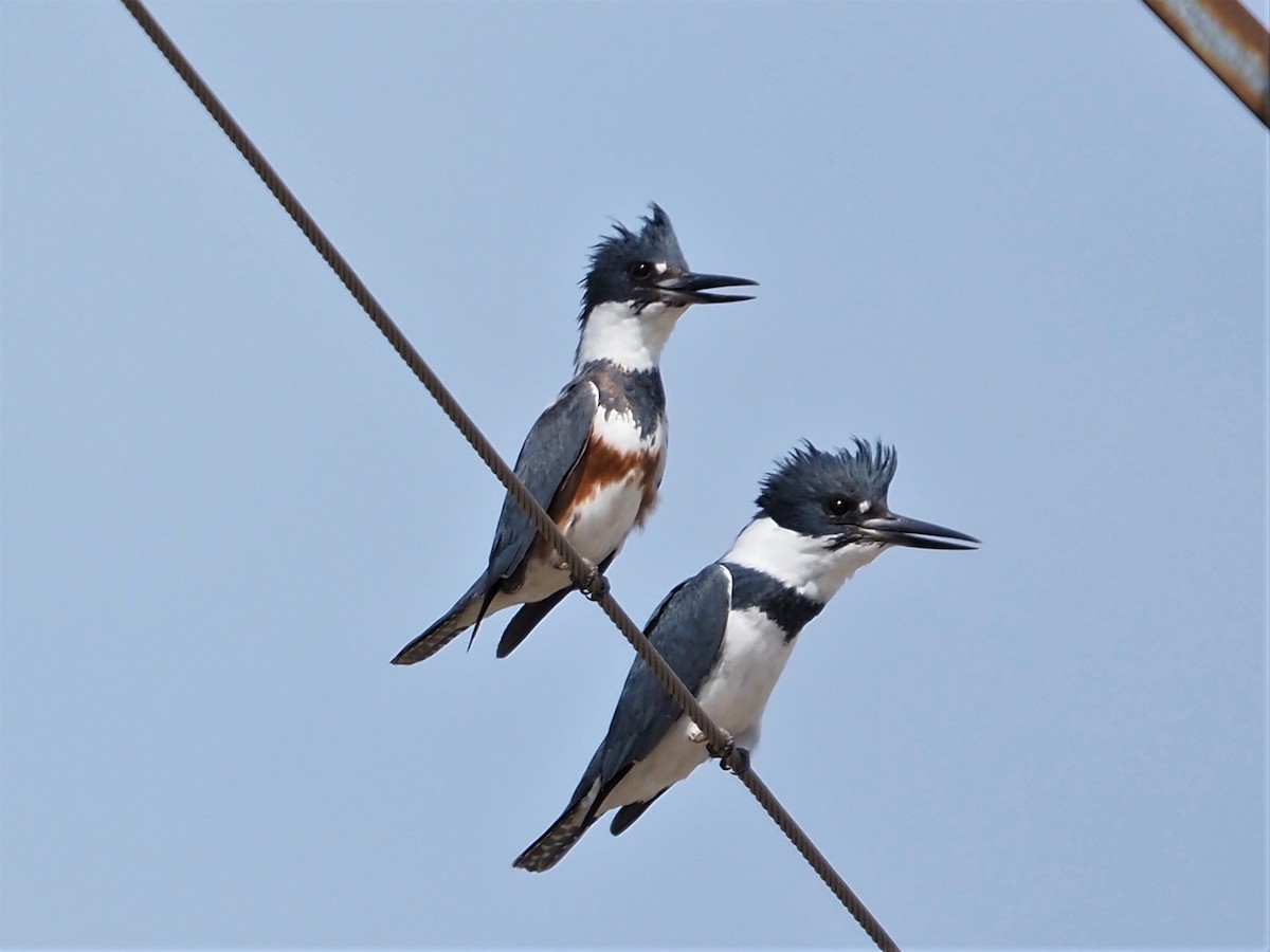 Belted Kingfisher - ML323947831