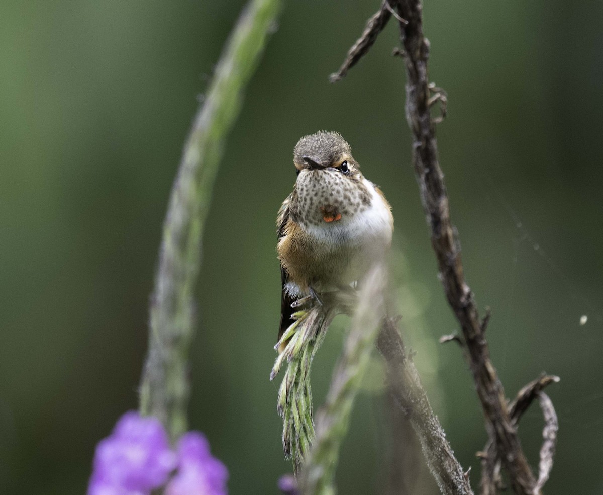 Scintillant Hummingbird - ML323949531