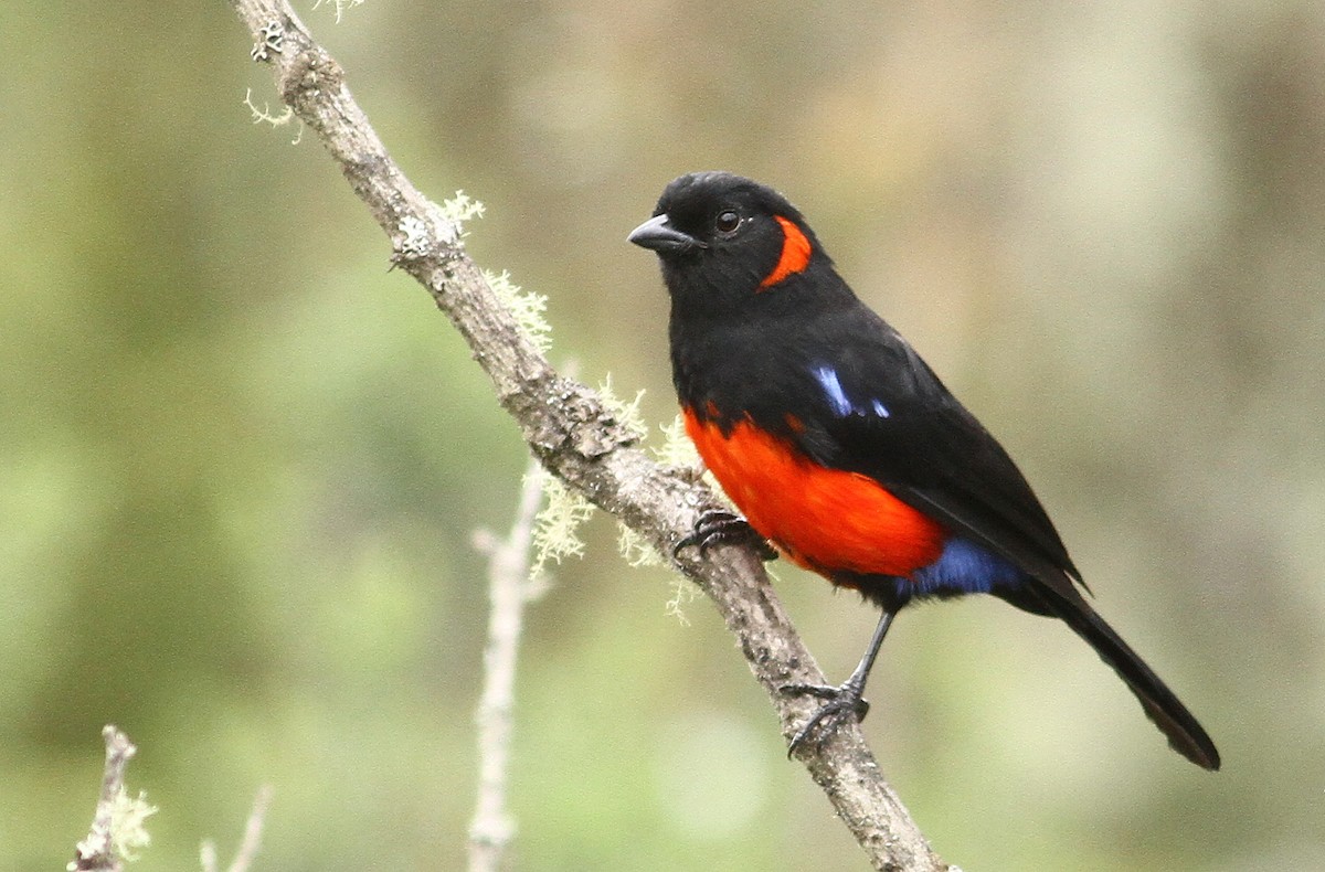 Scarlet-bellied Mountain Tanager - ML32395781