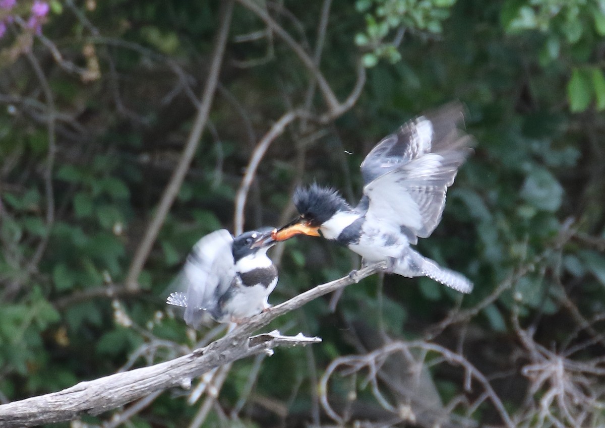 Belted Kingfisher - ML32396001