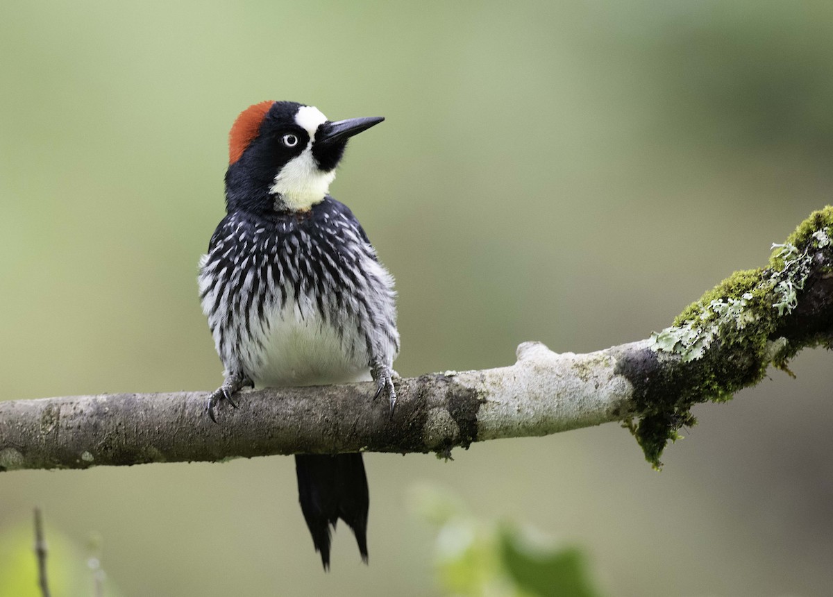 Acorn Woodpecker - Homer Gardin