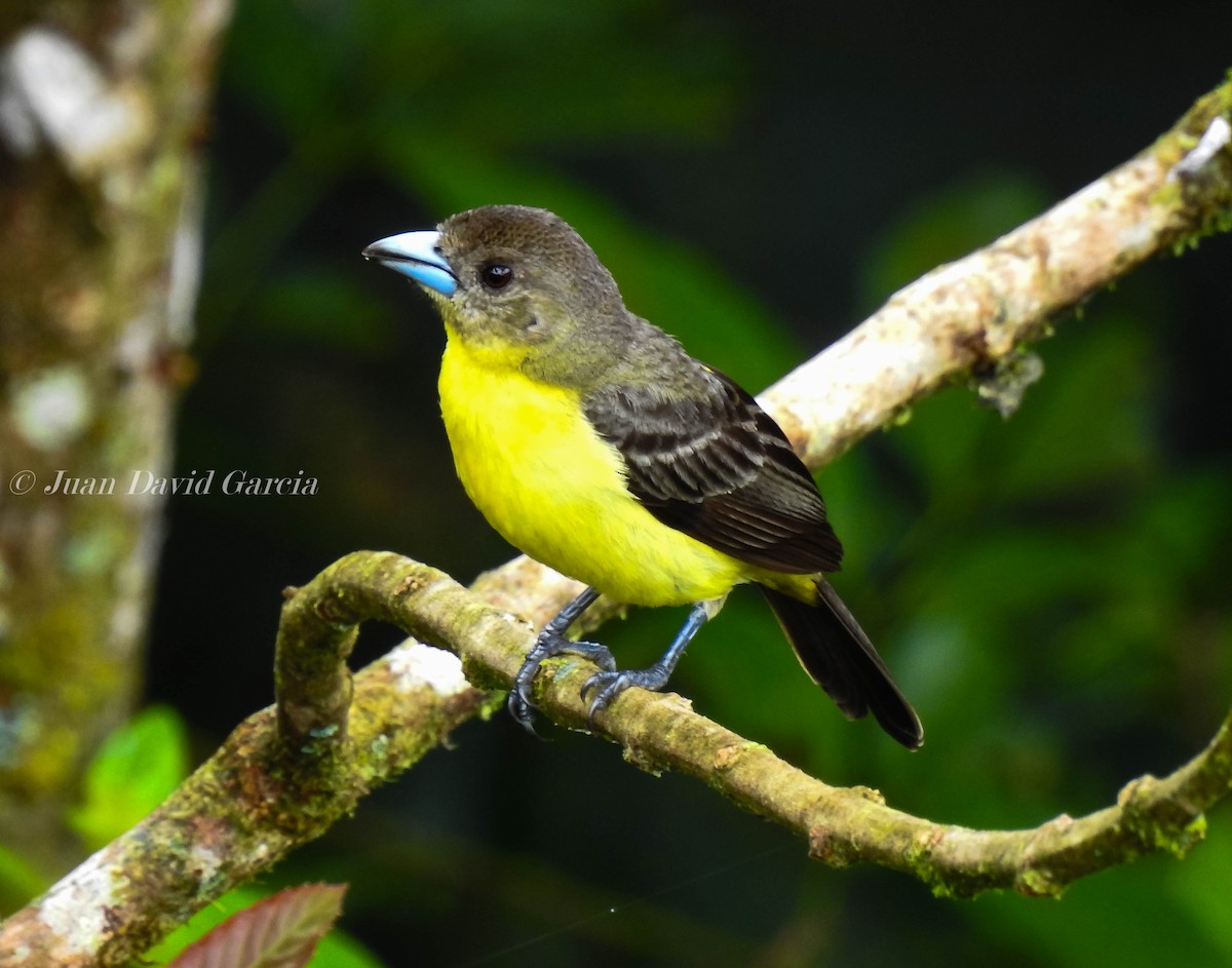 Flame-rumped Tanager - ML323965621