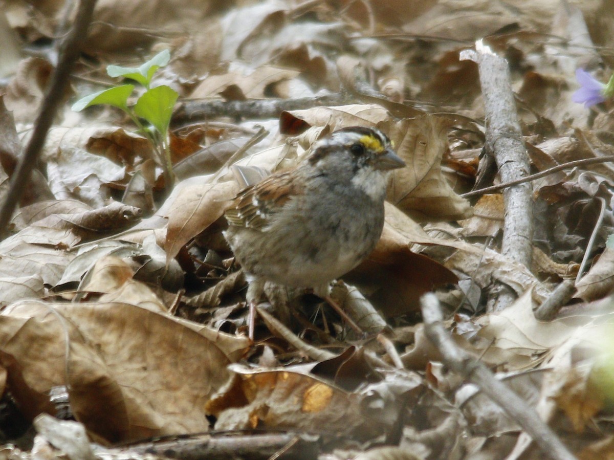 White-throated Sparrow - ML323968851