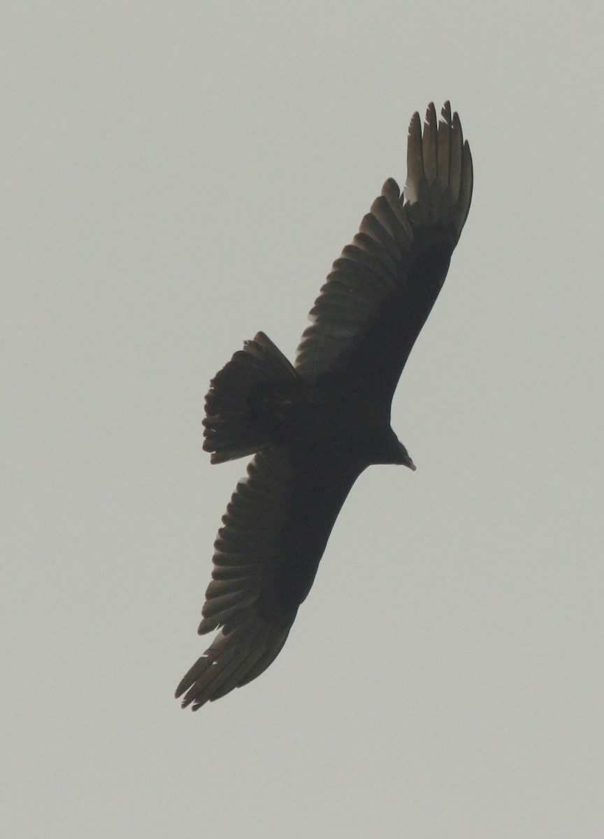 Turkey Vulture - ML323969301