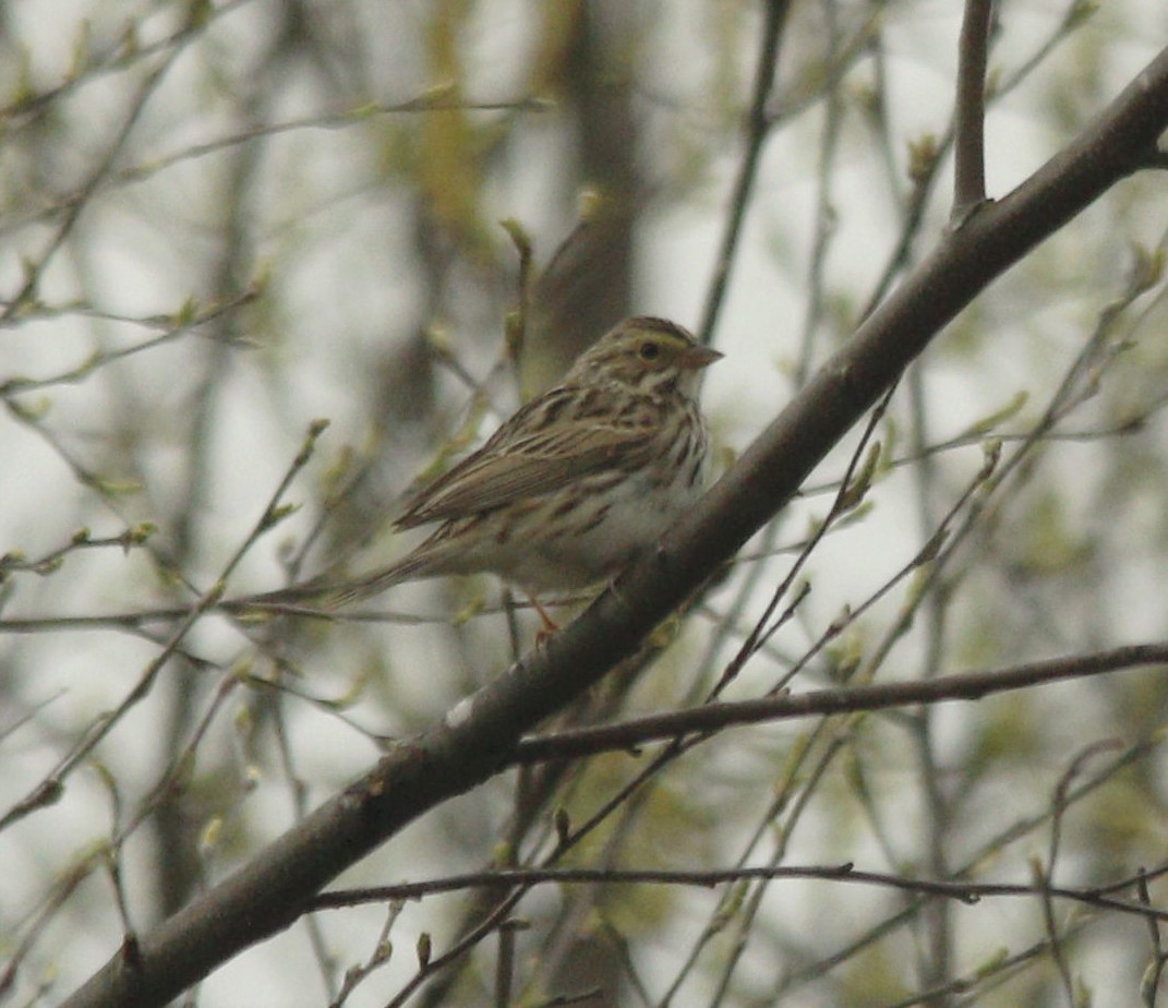 Savannah Sparrow - ML323969581