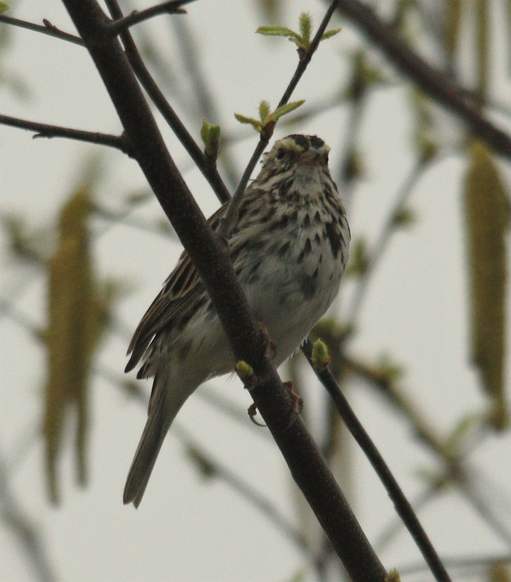Savannah Sparrow - ML323969611