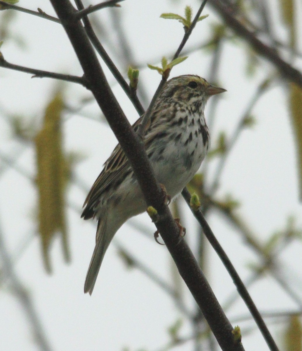 Savannah Sparrow - ML323969621