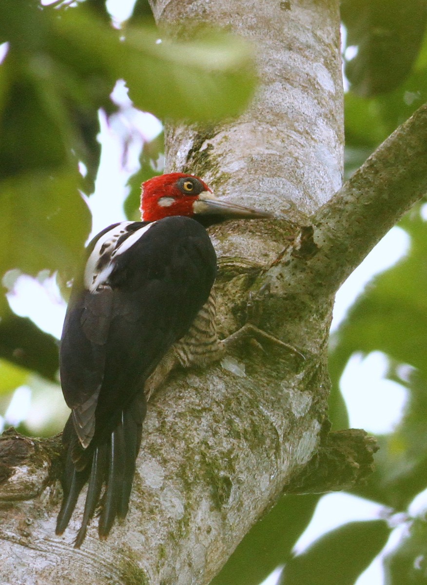 Crimson-crested Woodpecker - Luke Seitz