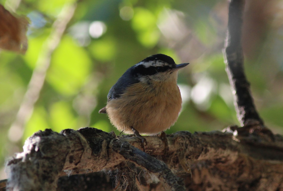 Red-breasted Nuthatch - Justyn Stahl