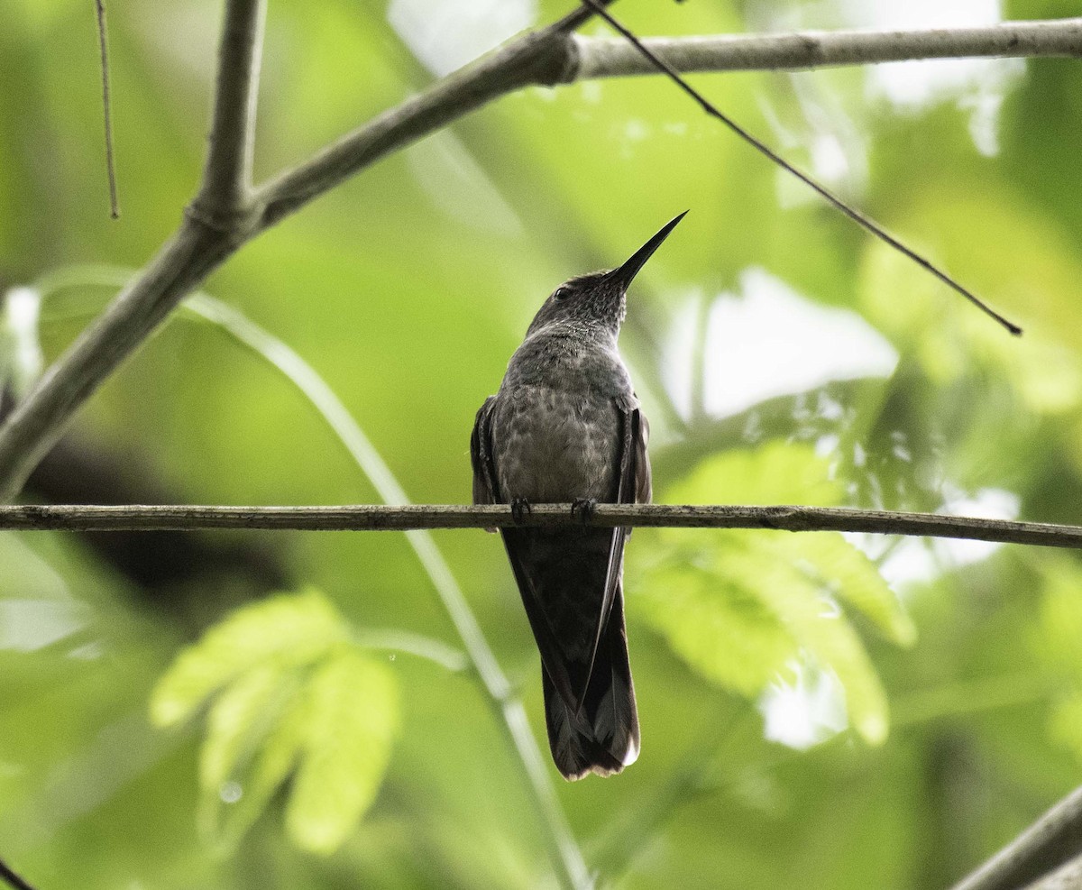 Scaly-breasted Hummingbird - Homer Gardin