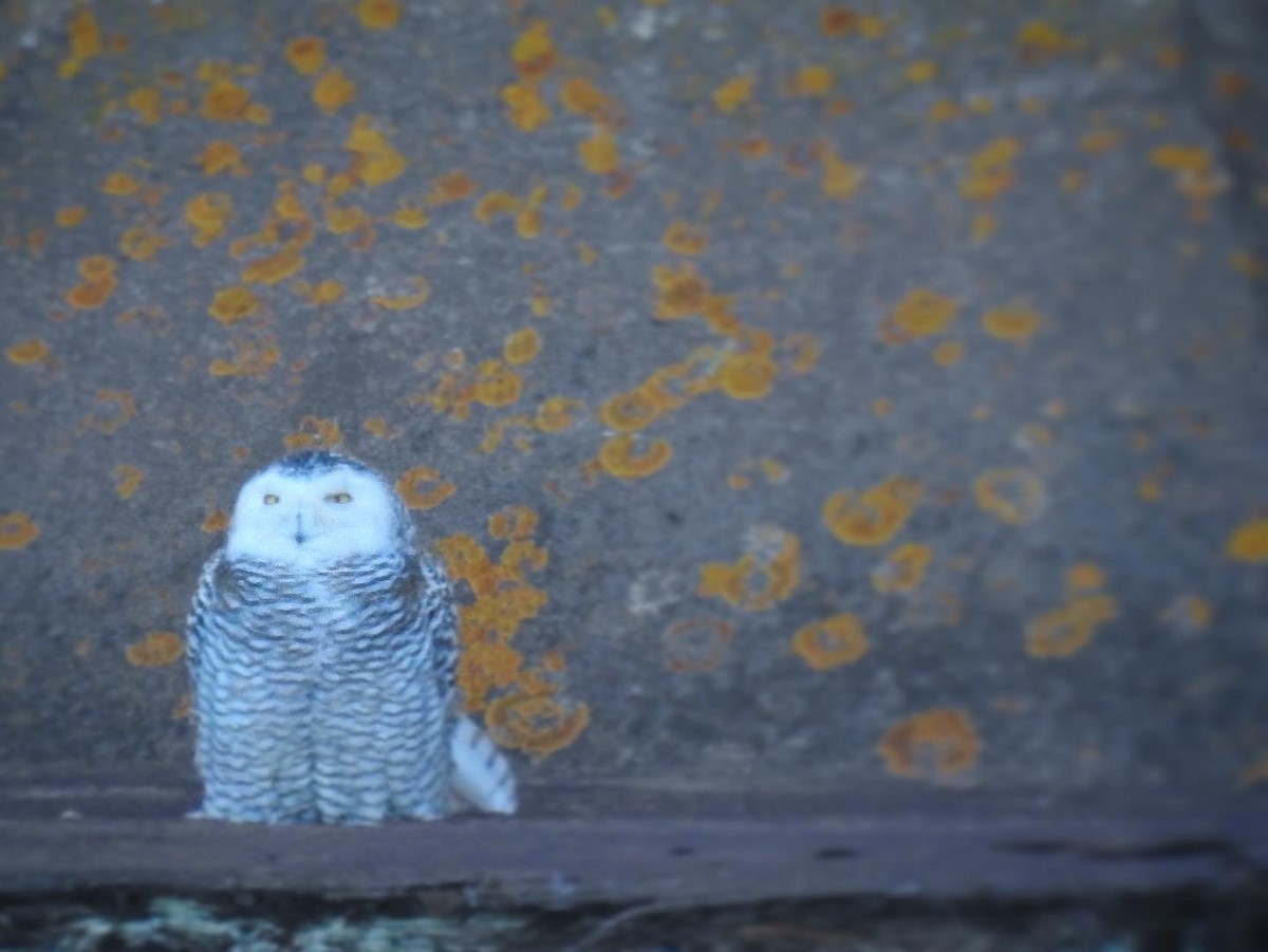 Snowy Owl - Logan Clark