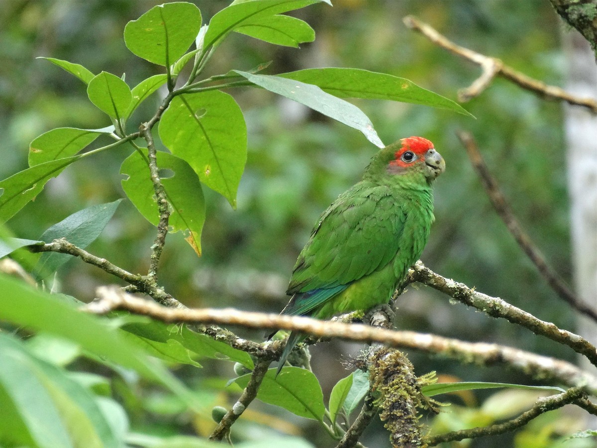 Pileated Parrot - Dalcio Dacol