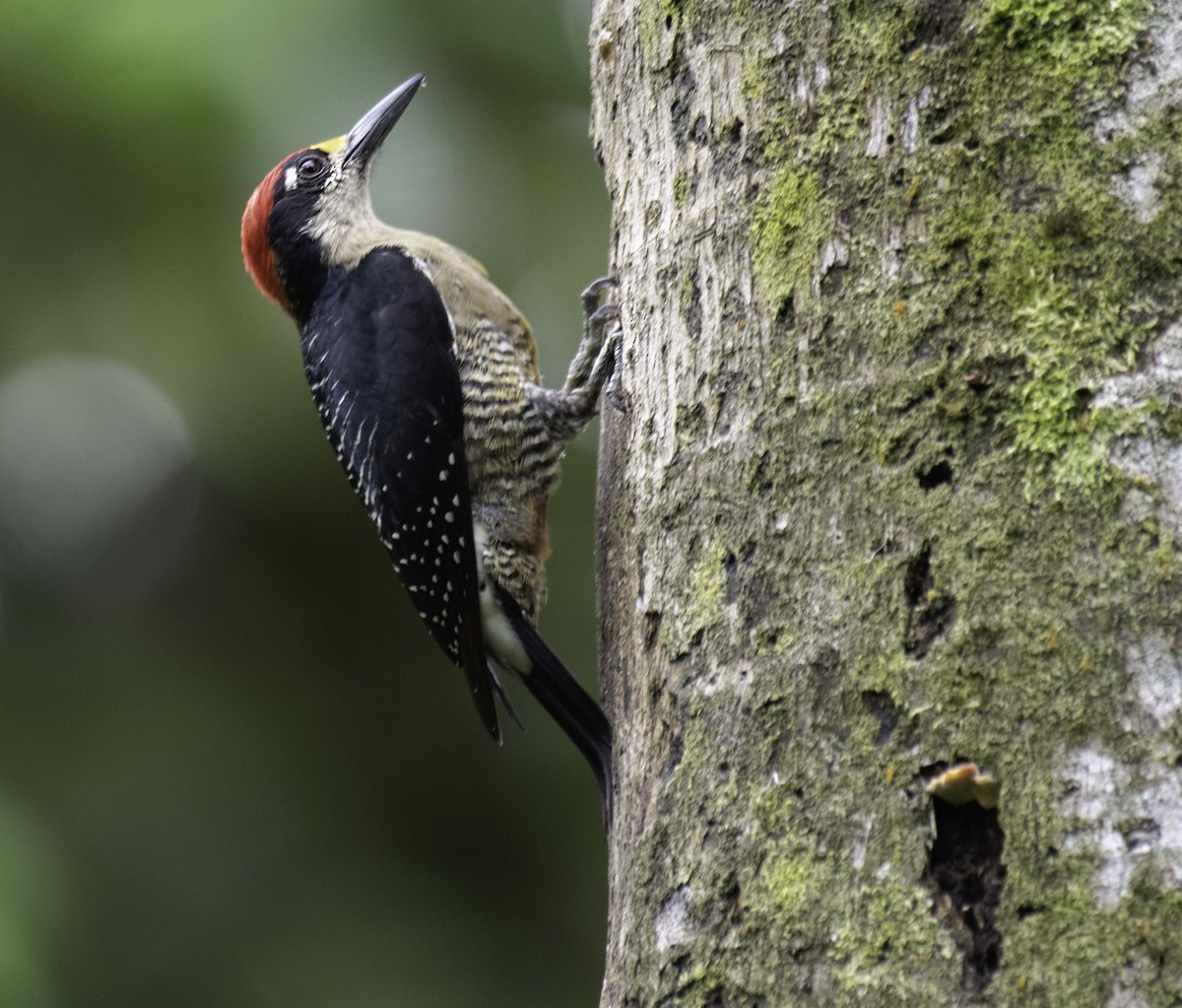 Black-cheeked Woodpecker - Homer Gardin