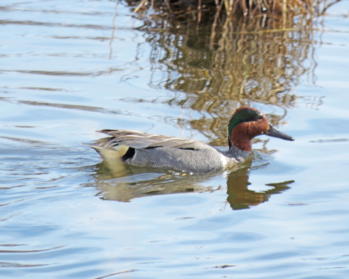 Green-winged Teal - ML32398111