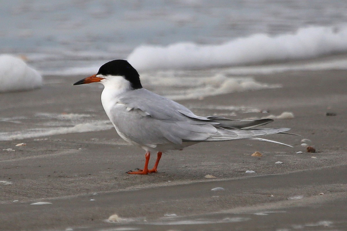 Forster's Tern - Greg Page