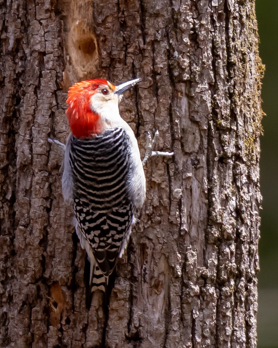 Red-bellied Woodpecker - Kelly White