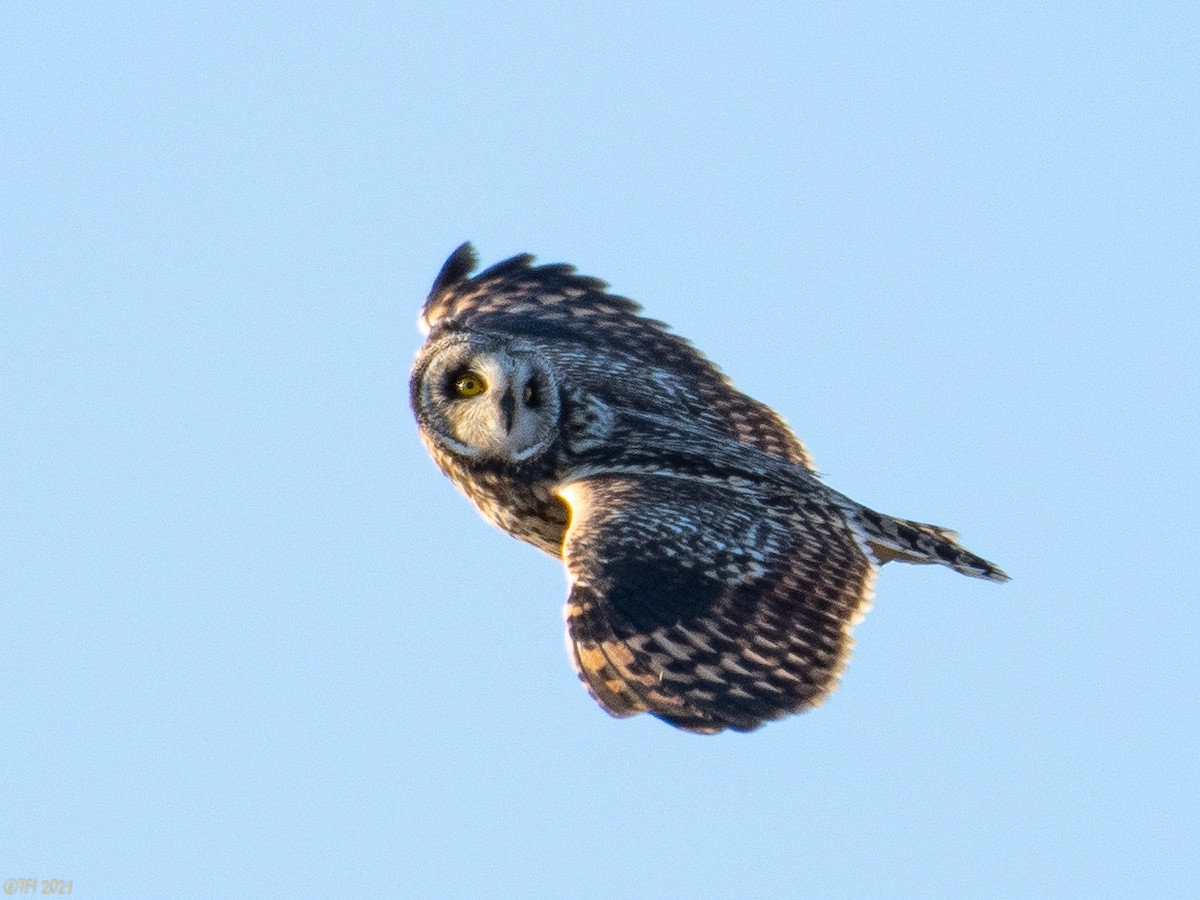 Short-eared Owl - T I