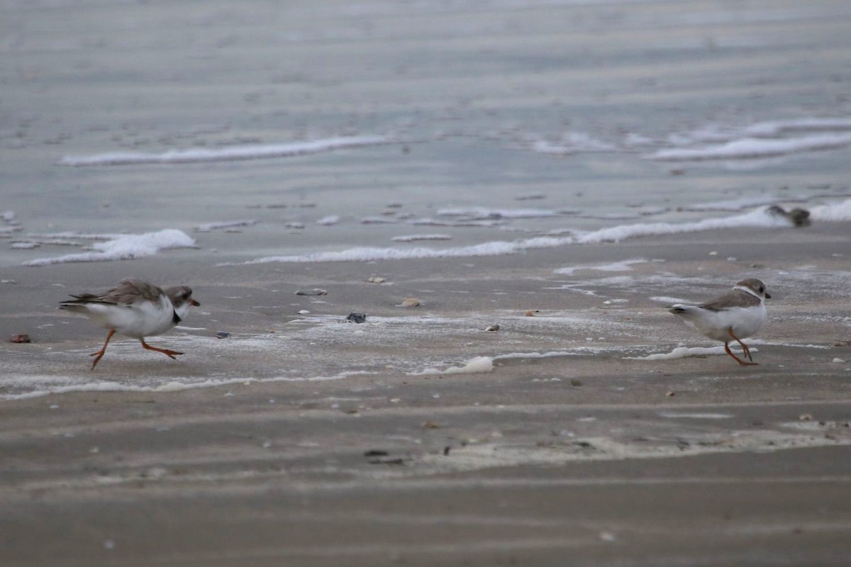 Piping Plover - ML323995201