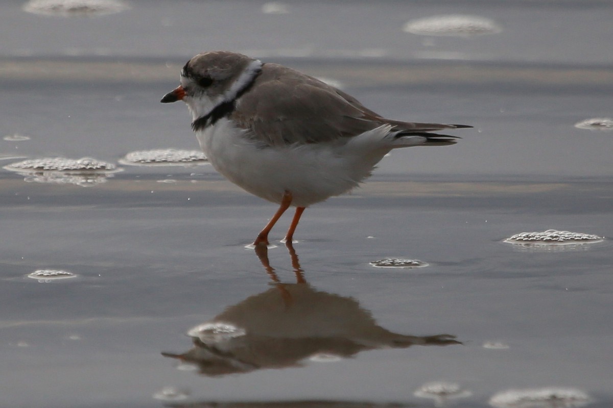 Piping Plover - ML323995221