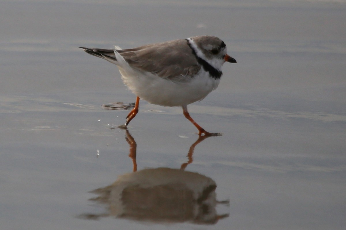 Piping Plover - Greg Page