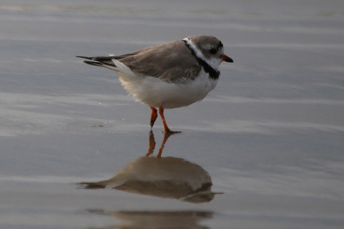 Piping Plover - ML323995251
