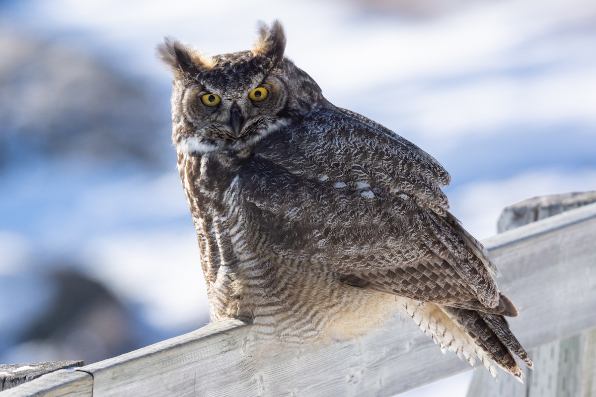 Great Horned Owl - ML323996151