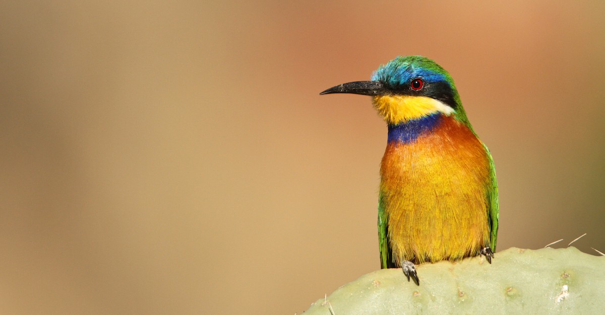 Ethiopian Bee-eater - Luke Seitz