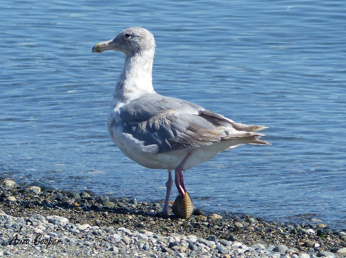 Glaucous-winged Gull - Aziza Cooper