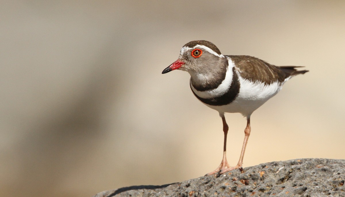 Three-banded Plover - ML32399881