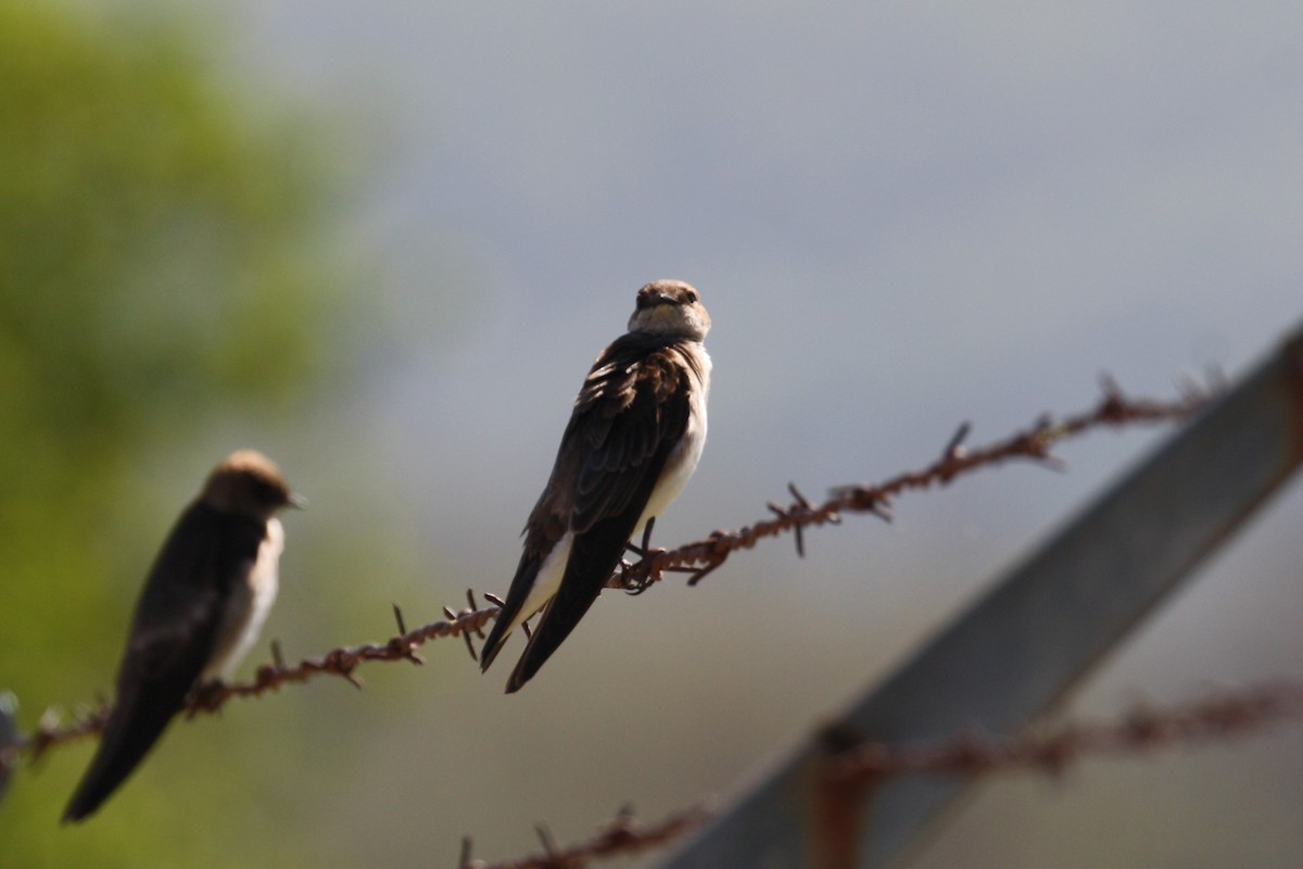 Northern Rough-winged Swallow - ML323999341