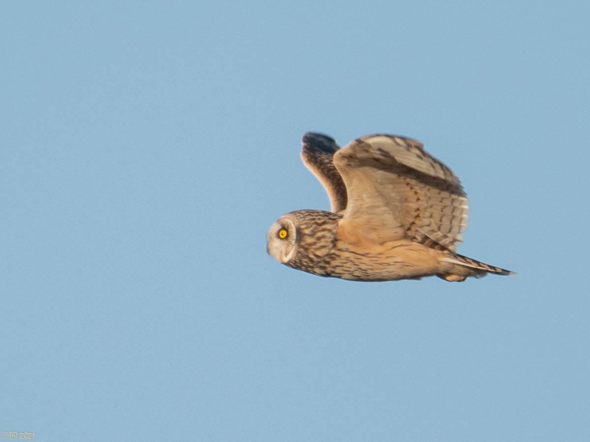 Short-eared Owl - ML323999861