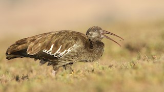  - Wattled Ibis