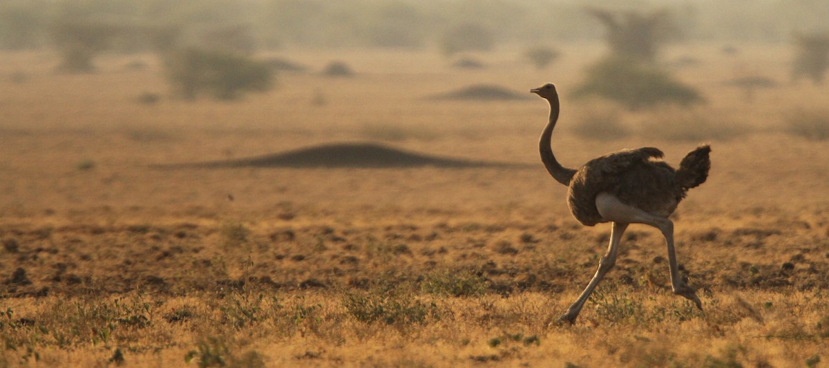 Somali Ostrich - Luke Seitz