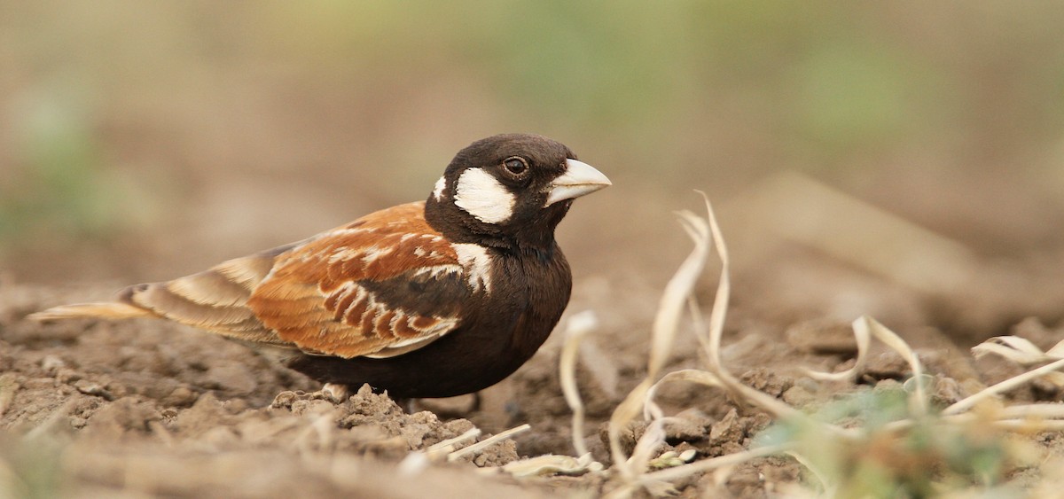 Chestnut-backed Sparrow-Lark - ML32400981