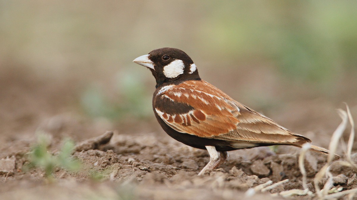 Chestnut-backed Sparrow-Lark - ML32401021