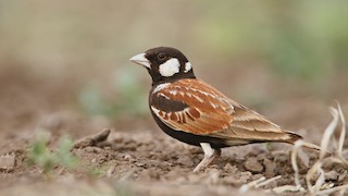  - Chestnut-backed Sparrow-Lark