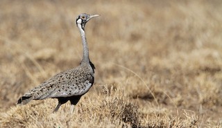  - Hartlaub's Bustard