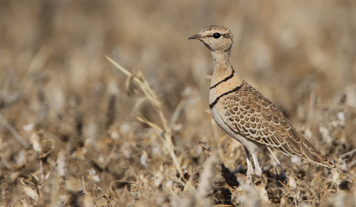 Double-banded Courser - ML32401051
