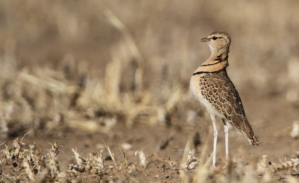 Double-banded Courser - ML32401071