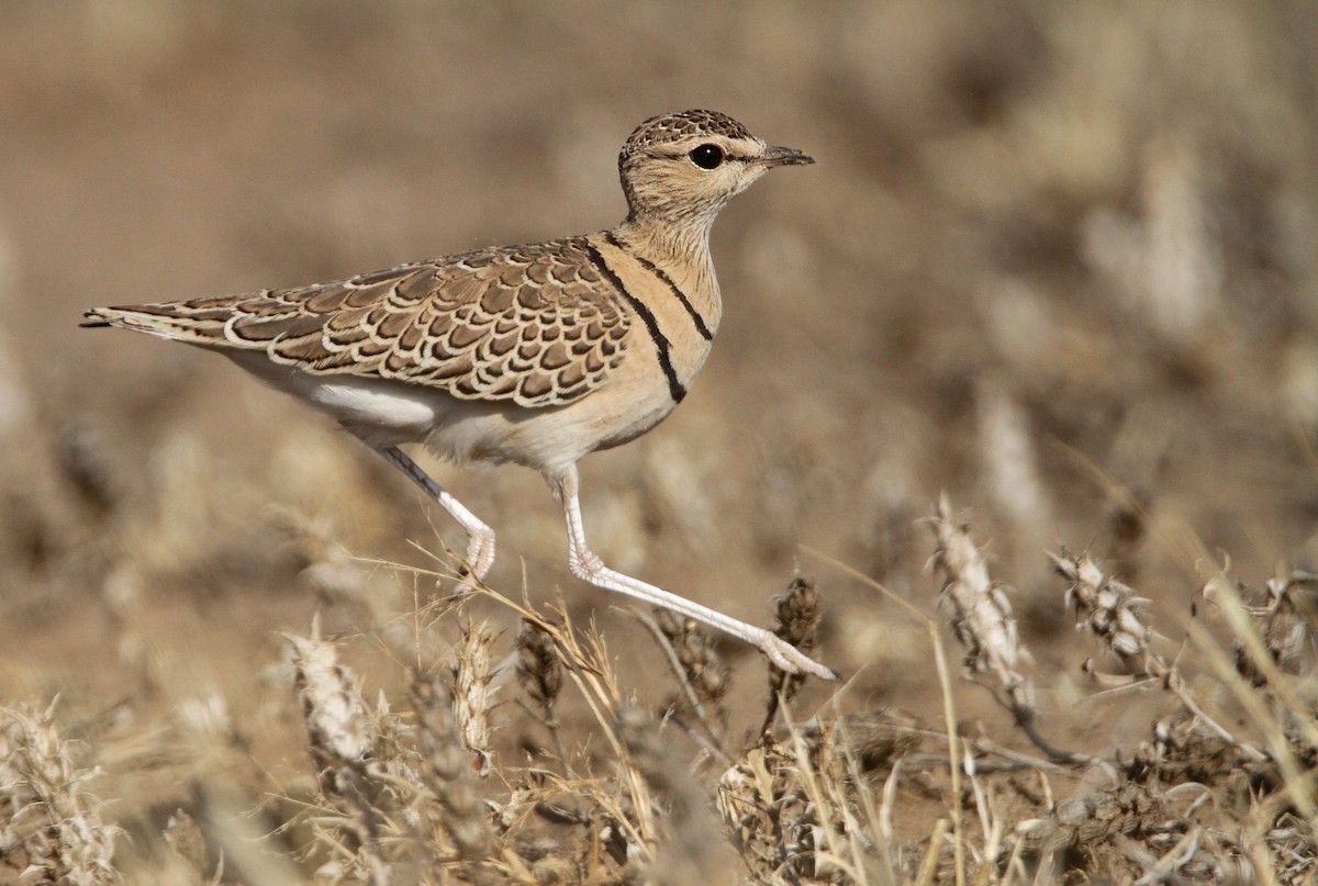 Double-banded Courser - ML32401081