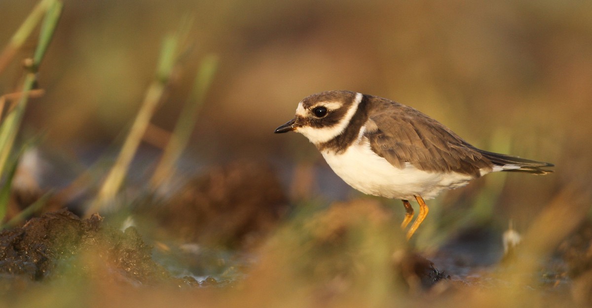 Common Ringed Plover - ML32401141