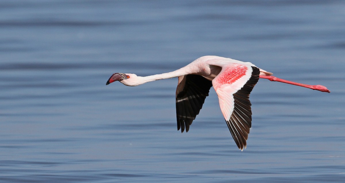 Lesser Flamingo - ML32401201