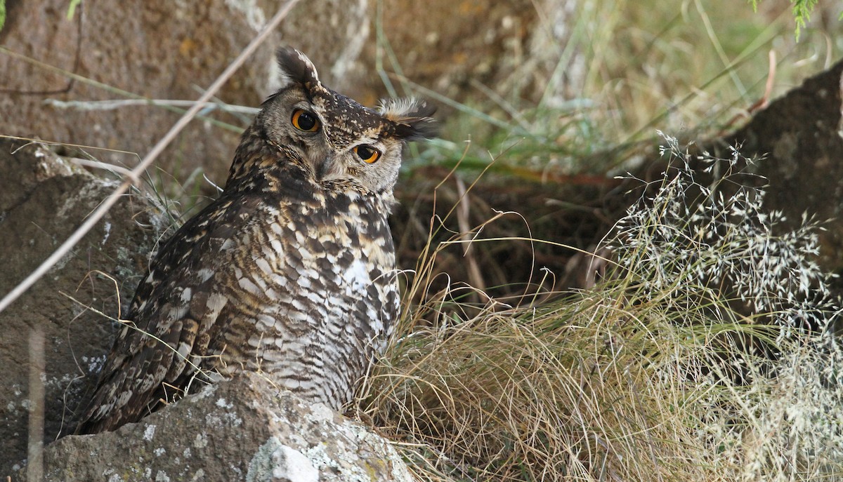 Cape Eagle-Owl - Luke Seitz