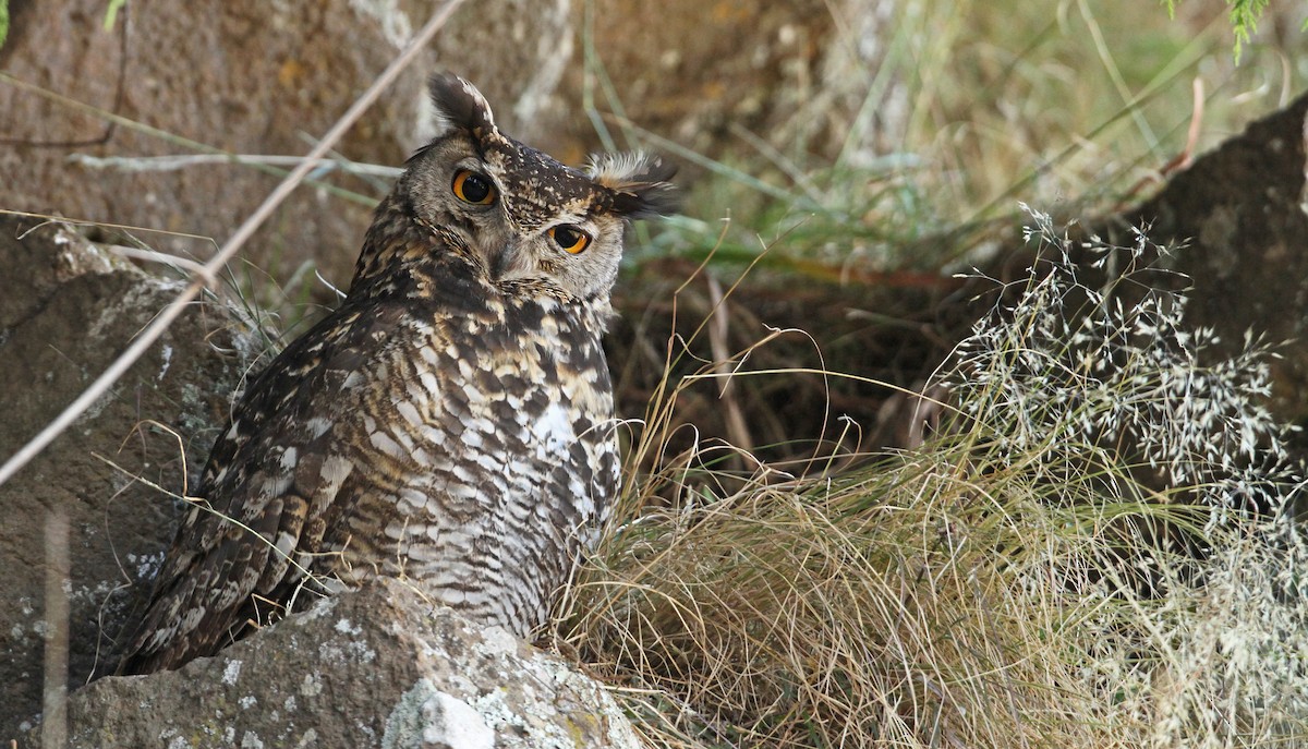 Búho de El Cabo - ML32401271