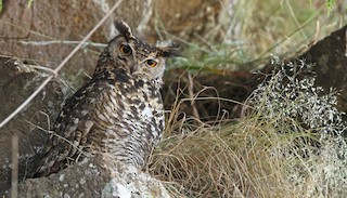  - Cape Eagle-Owl