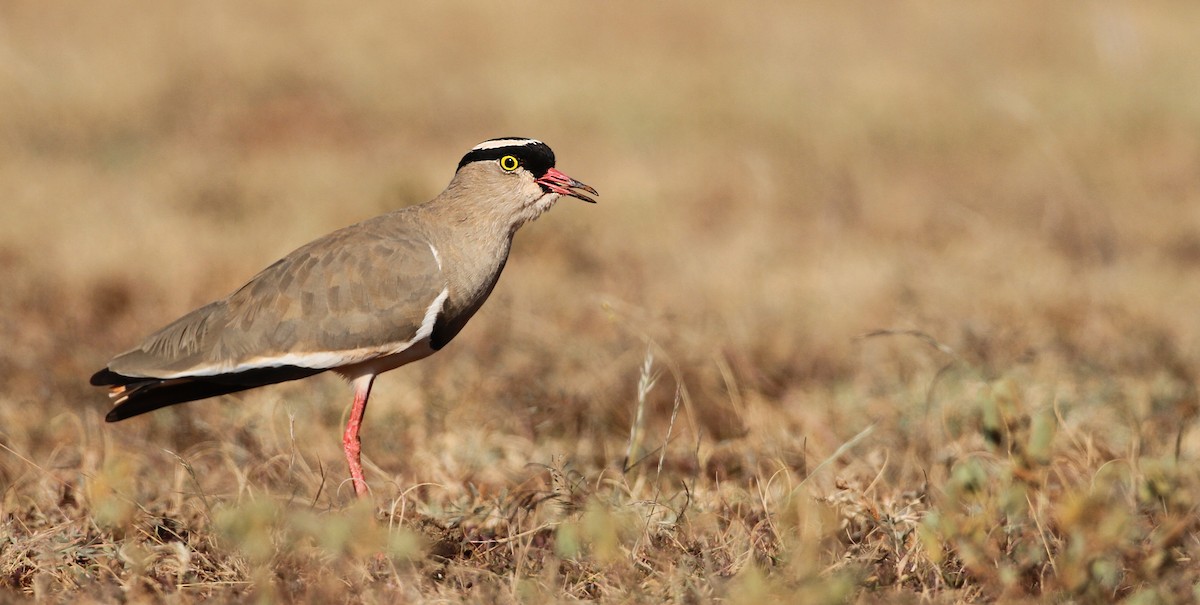 Crowned Lapwing - ML32401531