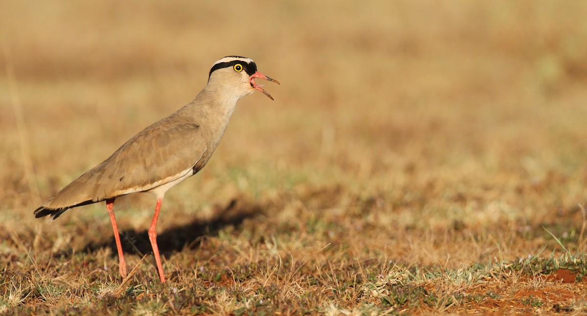 Crowned Lapwing - ML32401551