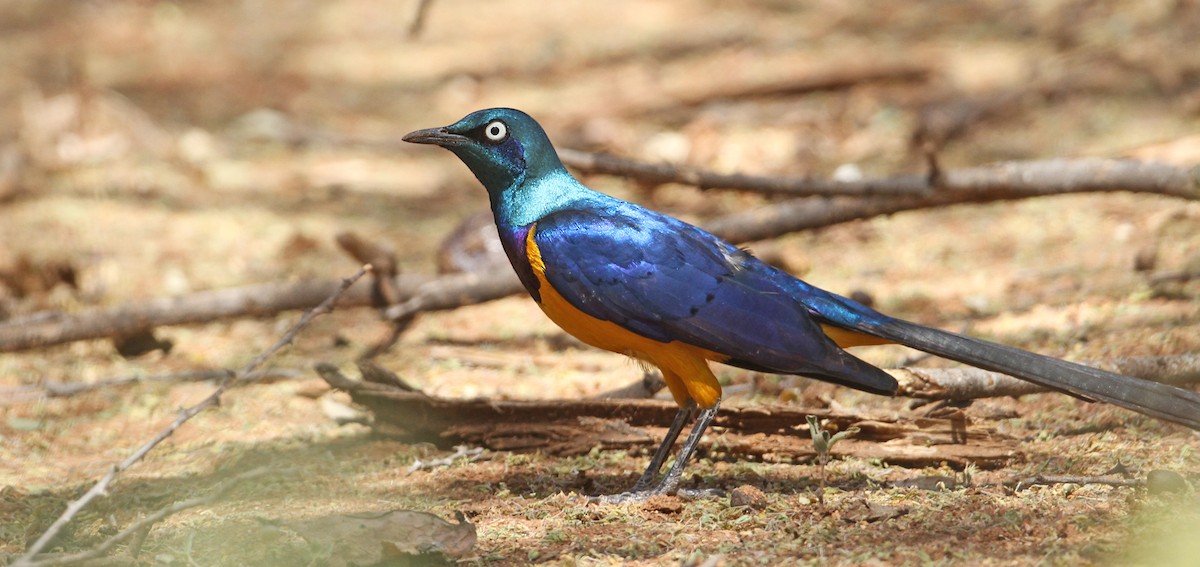 Golden-breasted Starling - ML32401731
