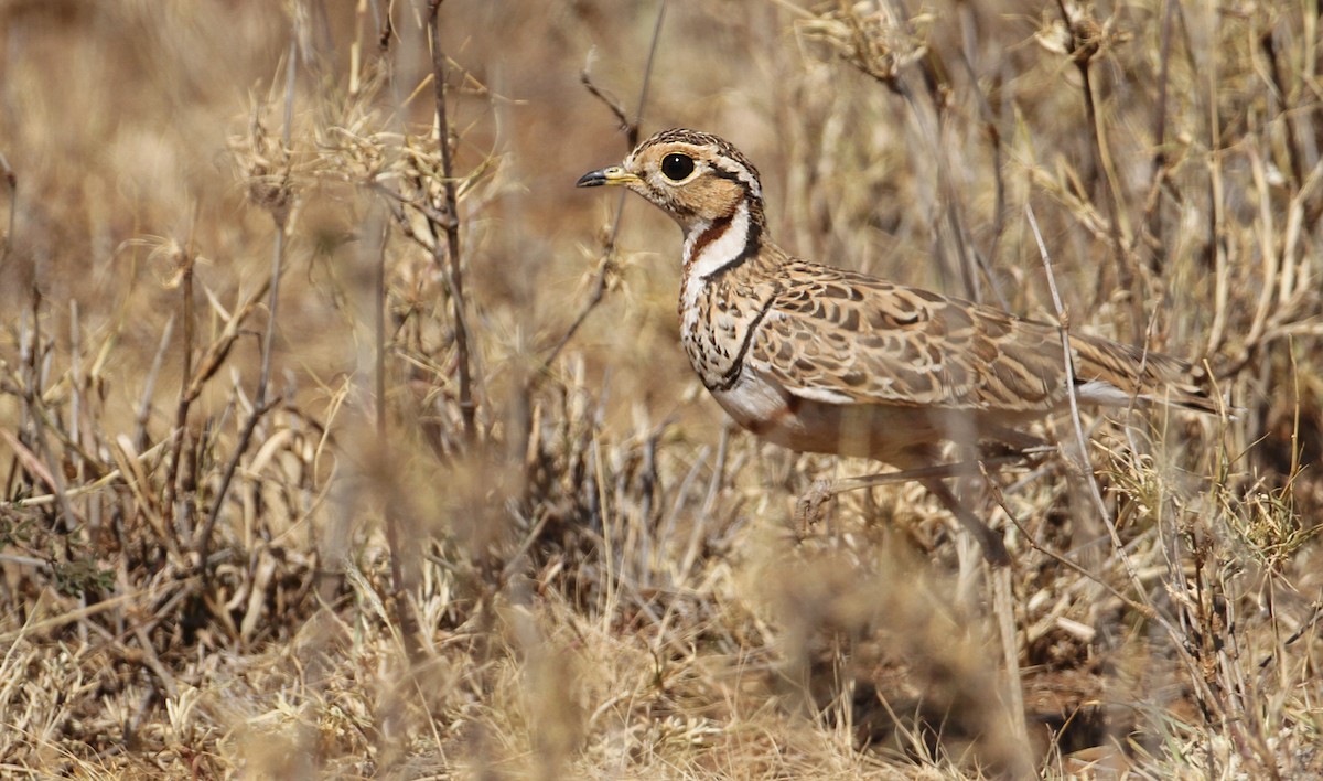 Three-banded Courser - ML32401841